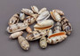 Light Olive Shell Assortment (Half cup approx. 20+ shells 1-2 inches). An assortment of approximately 20 light olive, brown and white shells. Copyright 2025 SeaShellSupply.com