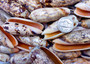 Olive Seashell Light Assortment Agaronia Gibbosa (Approx. half cup +/-20 shells 1-1.5+ inches) Light Olive Shells for arts crafts & display!
