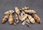 Olive Seashell Light Assortment Agaronia Gibbosa (Approx. half cup +/-20 shells 1-1.5+ inches) Light Olive Shells for arts crafts & display!