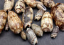 Olive Seashell Light Assortment Agaronia Gibbosa (Approx. half cup +/-20 shells 1-1.5+ inches) Light Olive Shells for arts crafts & display!