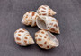 Areola Babylon Seashells Babylonia Areolata (5 shells approx. 1.5 inches). Five speckle patterned conical shells. White with orange brown spots. Copyright 2024 SeaShellSupply.com