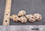 Areola Babylon Seashells Babylonia Areolata (5 shells approx. 1.5 inches). Five speckle patterned conical shells. White with orange brown spots. Copyright 2024 SeaShellSupply.com