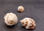 Areola Babylon Seashells Babylonia Areolata (5 shells approx. 1.5 inches). Five speckle patterned conical shells. White with orange brown spots. Copyright 2024 SeaShellSupply.com