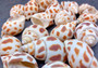 Areola Babylon Seashells Babylonia Areolata (5 shells approx. 1.5 inches). Five speckle patterned conical shells. White with orange brown spots. Copyright 2024 SeaShellSupply.com