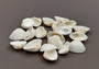 White Ark Clam Seashells Tegillarca Granosa (approx. 20+ shells 1+ inches). An assortment of small white clam shells. Copyright 2024 SeaShellSupply.com.