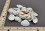 White Ark Clam Seashells Tegillarca Granosa (approx. 20+ shells 1+ inches). An assortment of small white clam shells. Copyright 2024 SeaShellSupply.com.
