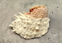 Spiny Oyster Halves Spondylus Gaederopus (1 shell approx. 3-4 inches). One orange, red, purple, white spiny oyster half shell. Copyright 2024 SeaShellSupply.com.
