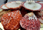 Spiny Oyster Halves Spondylus Gaederopus (1 shell approx. 3-4 inches). One orange, red, purple, white spiny oyster half shell. Copyright 2024 SeaShellSupply.com.