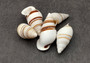 Assorted Landsnails White Brown Stripes Dolichostyla Porracea (5 shells approx. 1.5+ inches). Five white conical snail shells with brown spiral stripes. Copyright 2022 SeaShellSupply.com.