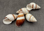 Assorted Landsnails White Brown Stripes Dolichostyla Porracea (5 shells approx. 1.5+ inches). Five white conical snail shells with brown spiral stripes. Copyright 2022 SeaShellSupply.com.