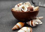 Assorted Landsnails White Brown Stripes Dolichostyla Porracea (5 shells approx. 1.5+ inches). Five white conical snail shells with brown spiral stripes. Copyright 2022 SeaShellSupply.com.