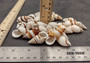 Assorted Landsnails White Brown Stripes Dolichostyla Porracea (5 shells approx. 1.5+ inches). Five white conical snail shells with brown spiral stripes. Copyright 2022 SeaShellSupply.com.