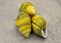 Yellow Land Snail Shells Amphidromus Sowerbyi (3 shells approx. 1.5+ inches). Three yellow and green spiral striped snail shells with white opening. Copyright 2022 SeaShellSupply.com.