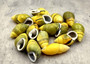 Yellow Land Snail Shells Amphidromus Sowerbyi (3 shells approx. 1.5+ inches). Three yellow and green spiral striped snail shells with white opening. Copyright 2022 SeaShellSupply.com.