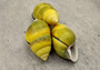 Yellow Land Snail Shells Amphidromus Sowerbyi (3 shells approx. 1.5+ inches). Three yellow and green spiral striped snail shells with white opening. Copyright 2022 SeaShellSupply.com.