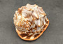 Bullmouth Helmet Seashell Cassis Rufa (1 shell approx. 5+ inches) B GRADE. One beige, white, peach, orange shell with spiral tip and curved opening. Copyright 2022 SeaShellSupply.com.