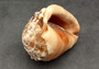 Bullmouth Helmet Seashell Cassis Rufa (1 shell approx. 5+ inches) B GRADE. One beige, white, peach, orange shell with spiral tip and curved opening. Copyright 2022 SeaShellSupply.com.