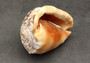 Bullmouth Helmet Seashell Cassis Rufa (1 shell approx. 5+ inches) B GRADE. One beige, white, peach, orange shell with spiral tip and curved opening. Copyright 2022 SeaShellSupply.com.