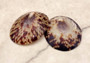 Oval Limpet Shell Pairs (2 shells) - (1.5-2 inches). One pair of brown and off-white dappled oval shells. Copyright 2024 SeaShellSupply.com.