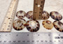 Oval Limpet Shell Pairs (2 shells) - (1.5-2 inches). One pair of brown and off-white dappled oval shells. Copyright 2024 SeaShellSupply.com.