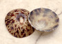 Oval Limpet Shell Pairs (2 shells) - (1.5-2 inches). One pair of brown and off-white dappled oval shells. Copyright 2024 SeaShellSupply.com.