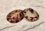 Oval Limpet Shell Pairs (2 shells) - (1.5-2 inches). One pair of brown and off-white dappled oval shells. Copyright 2024 SeaShellSupply.com.