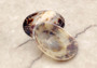 Oval Limpet Shell Pairs (2 shells) - (1.5-2 inches). One pair of brown and off-white dappled oval shells. Copyright 2024 SeaShellSupply.com.