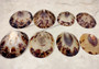 Oval Limpet Shell Pairs (2 shells) - (1.5-2 inches). One pair of brown and off-white dappled oval shells. Copyright 2024 SeaShellSupply.com.