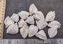 White Spotted Heart Seashells Cardium Fragum Heart (5 shells approx 1.5+ inches). Set of five white and off-white dappled heart shaped shells. Copyright 2024 SeaShellSupply.com.