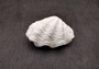 Image of  a Small Derasa Clam Seashell Tridacna Derasa. 1 pair of white crenelated clam shells approx. 2-3 inches. Copyright 2024 Seashellsupply.com.