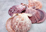 Cloak Scallop Pecten Seashell Pairs Pecten Pallium (3 pairs approx. 2+ inches). Purple, white and orange  scallop shell pairs. Copyright 2024 SeashellSupply.com