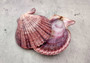 Cloak Scallop Pecten Seashell Pairs Pecten Pallium (3 pairs approx. 2+ inches). Purple, white and orange  scallop shell pairs. Copyright 2024 SeashellSupply.com