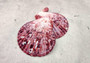 Cloak Scallop Pecten Seashell Pairs Pecten Pallium (3 pairs approx. 2+ inches). Purple, white and orange  scallop shell pairs. Copyright 2024 SeashellSupply.com