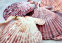 Cloak Scallop Pecten Seashell Pairs Pecten Pallium (3 pairs approx. 2+ inches). Purple, white and orange  scallop shell pairs. Copyright 2024 SeashellSupply.com