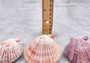 Cloak Scallop Pecten Seashell Pairs Pecten Pallium (3 pairs approx. 2+ inches). Purple, white and orange  scallop shell pairs. Copyright 2024 SeashellSupply.com