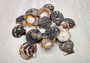 Photo of a group of black and white pecten shells. Black, white brown shells between one and two inches. Copyright 2024 SeashellSupply.com