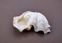 Photo of Mini Derasa Clam Seashell Tridacna Derasa (1 shell approx. 1+ inches). White clam shell pair. Copyright 2024 SeaShellSupply.com.