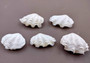 Photo of Mini Derasa Clam Seashell Tridacna Derasa (1 shell approx. 1+ inches). White clam shell pair. Copyright 2024 SeaShellSupply.com.