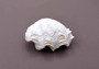 Photo of Mini Derasa Clam Seashell Tridacna Derasa (1 shell approx. 1+ inches). White clam shell pair. Copyright 2024 SeaShellSupply.com.