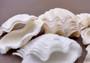 Photo of Mini Derasa Clam Seashell Tridacna Derasa (1 shell approx. 1+ inches). White clam shell pair. Copyright 2024 SeaShellSupply.com.