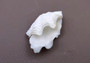 Photo of Mini Derasa Clam Seashell Tridacna Derasa (1 shell approx. 1+ inches). White clam shell pair. Copyright 2024 SeaShellSupply.com.