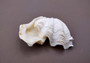 Photo of Mini Derasa Clam Seashell Tridacna Derasa (1 shell approx. 1+ inches). White clam shell pair. Copyright 2024 SeaShellSupply.com.