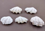 Photo of Mini Derasa Clam Seashell Tridacna Derasa (1 shell approx. 1+ inches). White clam shell pair. Copyright 2024 SeaShellSupply.com.