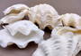 Photo of Mini Derasa Clam Seashell Tridacna Derasa (1 shell approx. 1+ inches). White clam shell pair. Copyright 2024 SeaShellSupply.com.