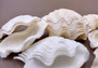 Photo of Mini Derasa Clam Seashell Tridacna Derasa (1 shell approx. 1+ inches). White clam shell pair. Copyright 2024 SeaShellSupply.com.