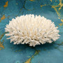 White Table Coral Large Cluster Acropora Latistella (1 coral approx. 9-10+ inches) Delicate White Table Coral for coastal display & decor! White Table Coral Large Cluster Acropora Latistella (1 coral approx. 9-10+ inches) Delicate White Table Coral for coastal display & decor!