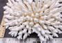 Photo of White Table Coral Large Cluster Acropora Latistella (1 coral approx. 9-11+ inches). Copyright 2024 SeashellSupply.com