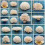 White Table Coral Large Cluster Acropora Latistella (1 coral approx. 9-10+ inches) Delicate White Table Coral for coastal display & decor!