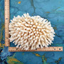 White Table Coral Large Cluster Acropora Latistella (1 coral approx. 9-10+ inches) Delicate White Table Coral for coastal display & decor!
