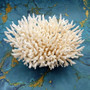 White Table Coral Large Cluster Acropora Latistella (1 coral approx. 9-10+ inches) Delicate White Table Coral for coastal display & decor!